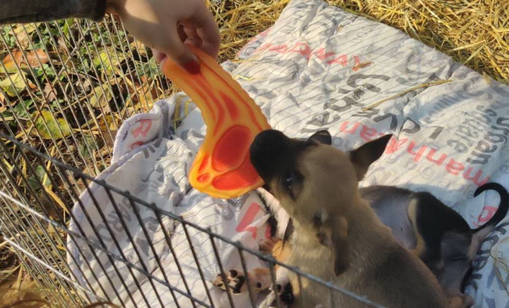 День Доброти у медичному коледжі